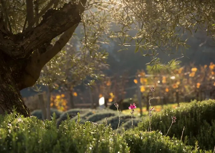 Otel Hotel-spa Le Saint Cirq 3*